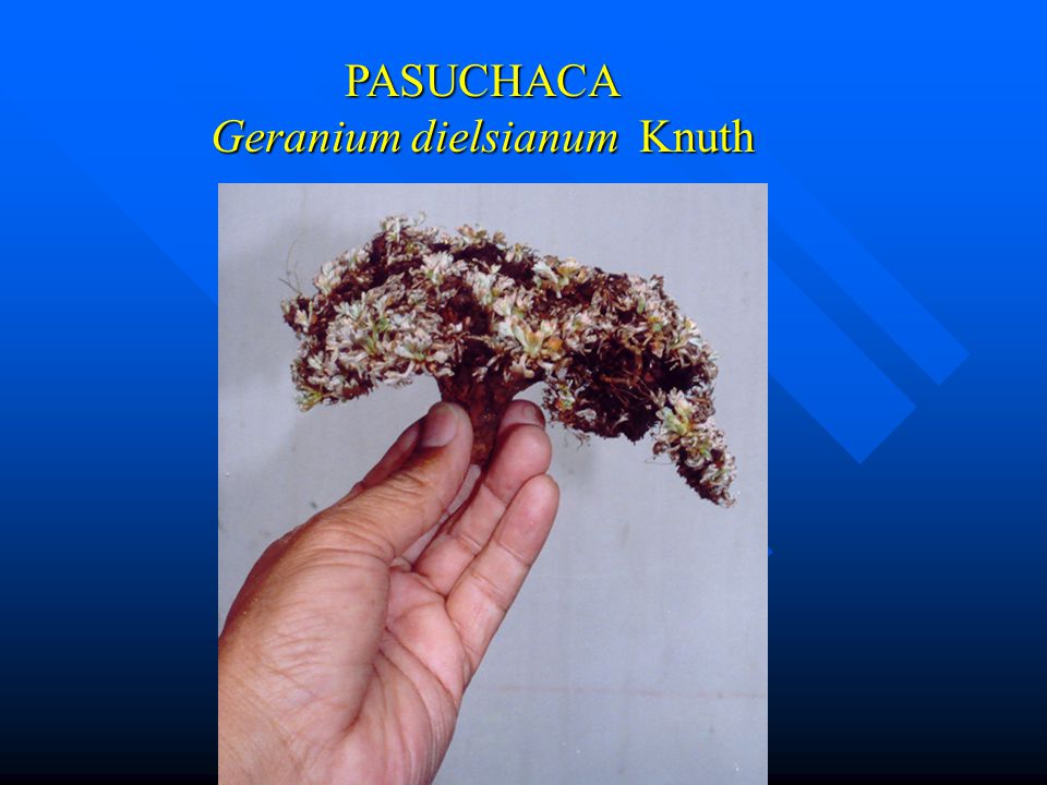 pasuchaca para bajar de peso pasuchaca para bajar de peso